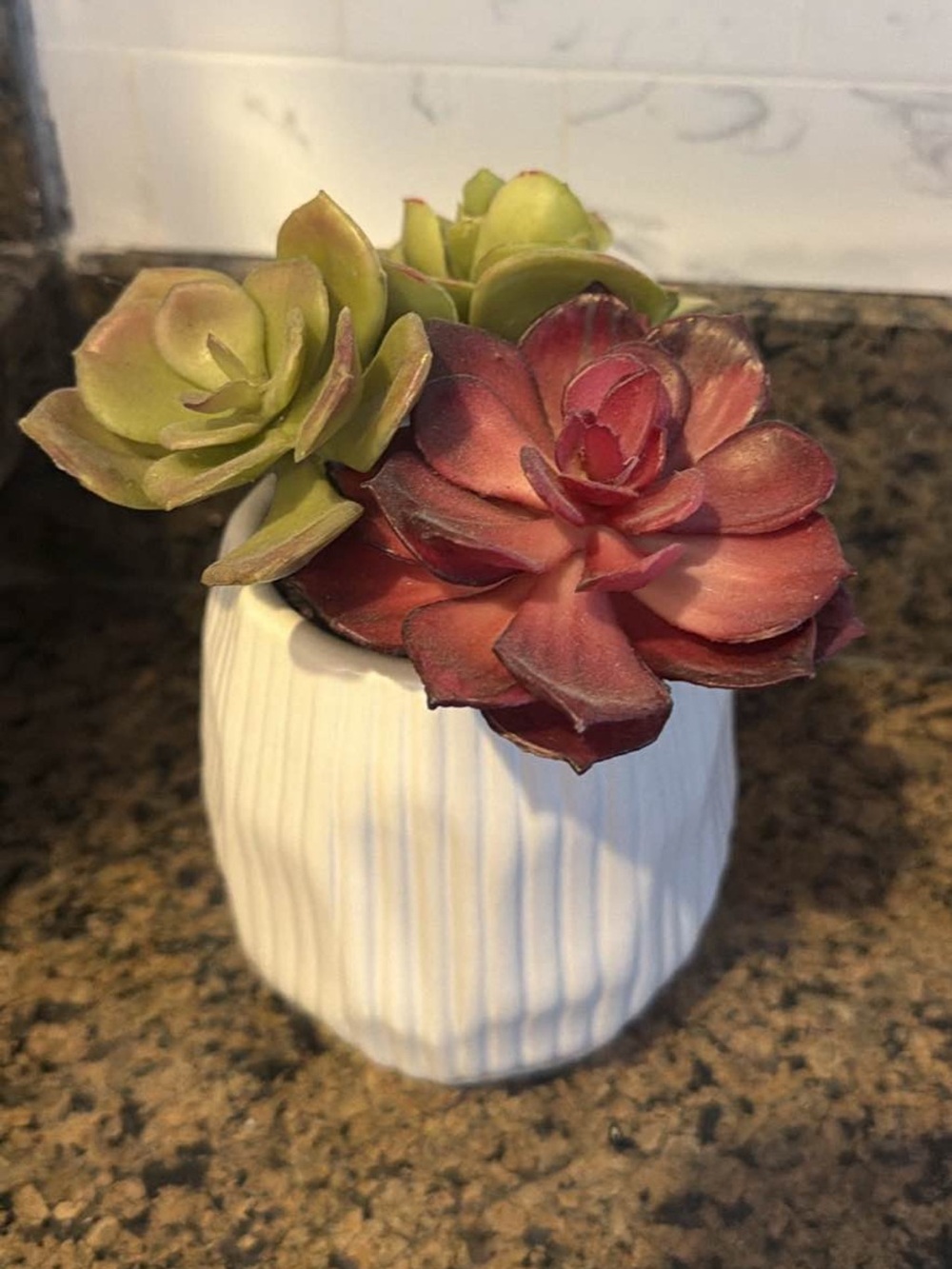 2 Crate and Barrel succulent plants